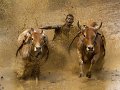 705 - traditional bull race - SUWANDA Deddy - indonesia